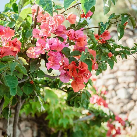 Ranch Campo Palombaggia Country house *