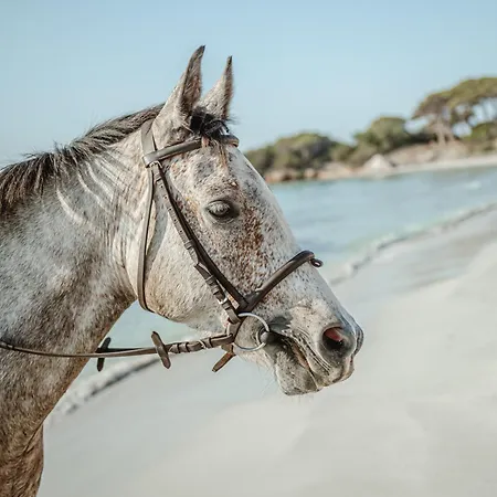 酒店 Ranch Campo Palombaggia 3*