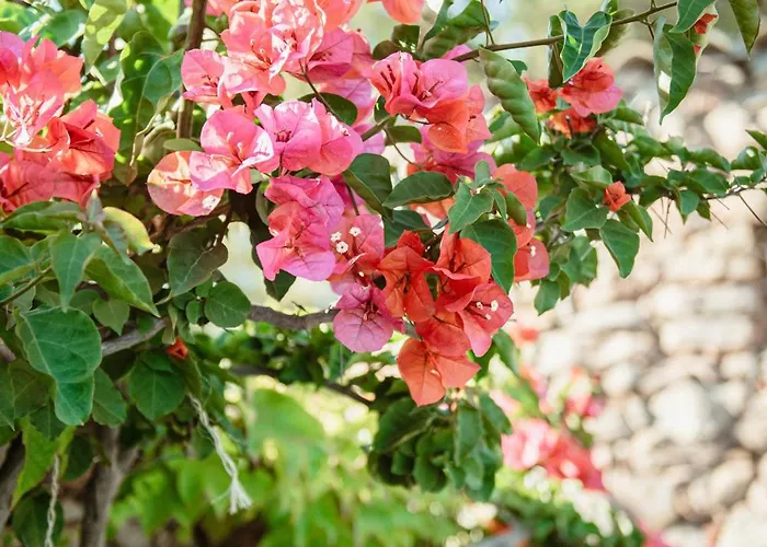 Ranch Campo Palombaggia בית כפרי *